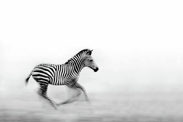 Zebra Run. WildPhotoArt