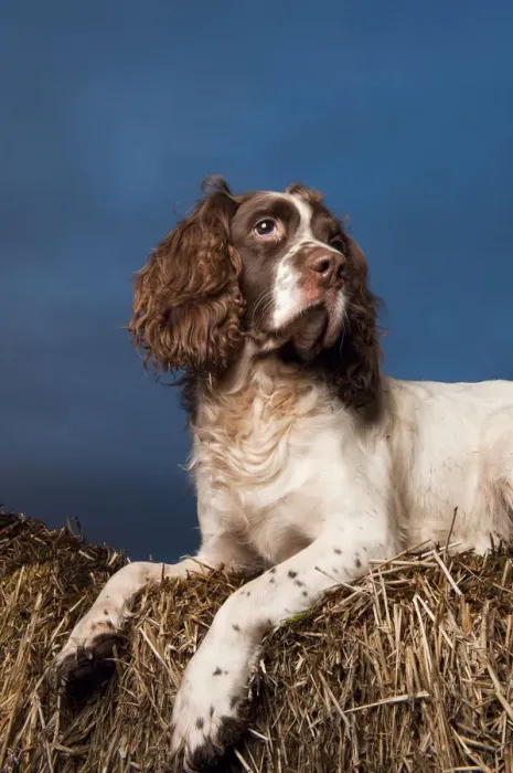 Framed Print : Print of Springer Spaniel on Straw Stack Framed Print : Print of Springer Spaniel on Straw Stack