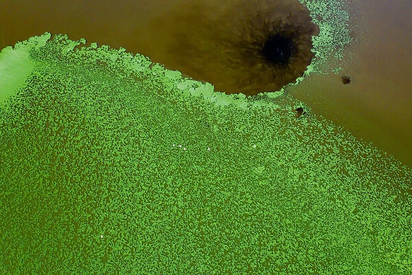 Aerial view of green algae and Lesser flamingos (Phoeniconaias minor