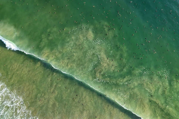 Aerial view of thousands of female Olive ridley turtles (Lepidochelys olivacea) approaching beach during massive arribada, with over 300, 000 females coming ashore to nest on 3 km of 15 km beach over period of three days and nights