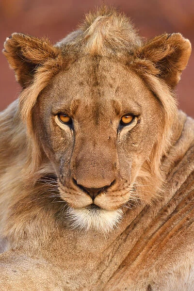 African lion (Panthera leo) young male, portrait, Zimanga Private Nature Reserve