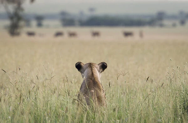 African lioness (Panthera leo) sitting patiently in the long grass, watching herd of Common eland