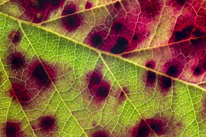 Framed Print : Violet Bramble Rust Print: Red Colouration on Bramble Leaf Framed Print : Violet Bramble Rust Print: Red Colouration on Bramble Leaf