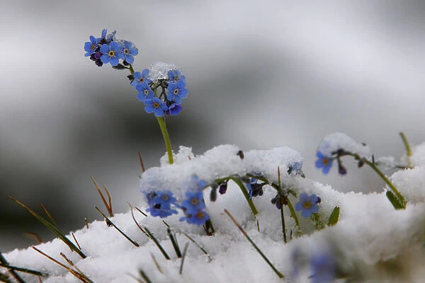 Alpine forget-me-not (Myosotis sp) flowers in the snow, Hohe Tauern National Park