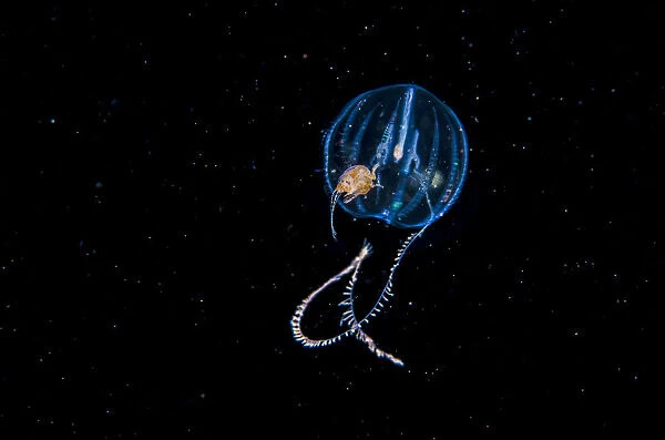 Amphipod travelling on sea gooseberry (Ctenophora) Browning Pass, Vancouver Island