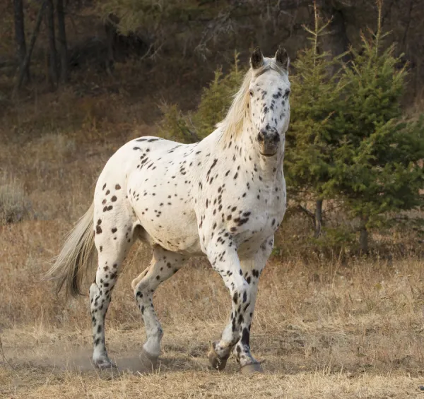 Appaloosa horse in ranch, Martinsdale, Montana, USA