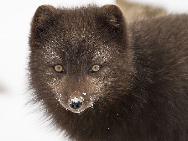 Arctic fox (Vulpes lagopus) portrait with snow on its nose, blue morph in winter coat, Hornstrandir, Iceland. March