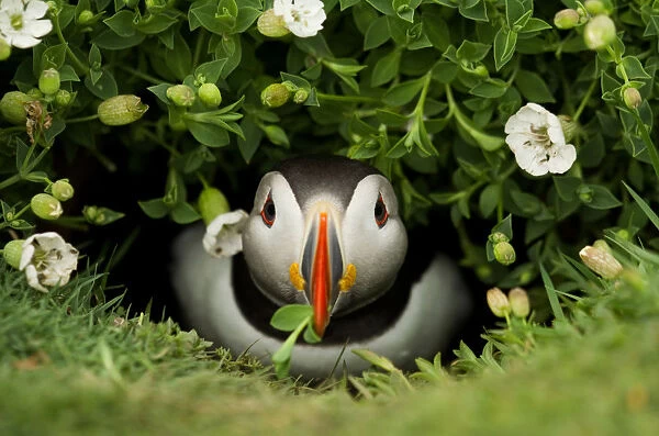 Atlantic Puffin (Fratercula arctica) coming out of its burrow with a gift, Skomer Island