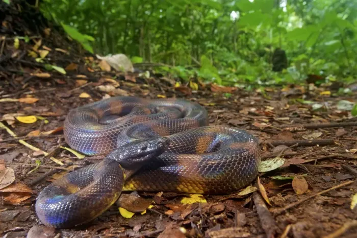 Framed Print : Bismarck Ringed python Print, Willaumez Peninsula, New Britain Framed Print : Bismarck Ringed python Print, Willaumez Peninsula, New Britain