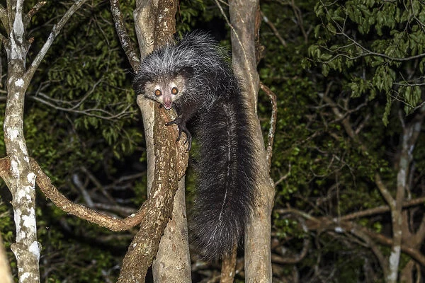 Aye-aye (Daubentonia madagascariensis) adult active and foraging in forest canopy at