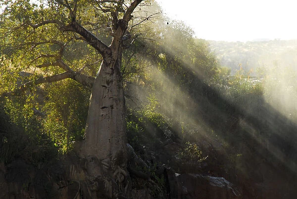 Baobab (Adansonia sp. ) at edge of Epupa falls, Kunene River, Namibia