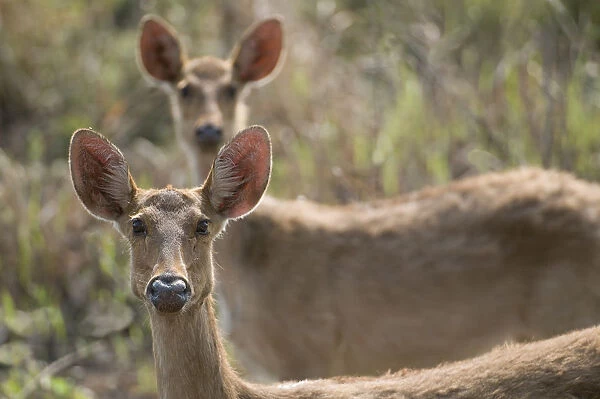 Barasingha  /  Swamp Deer (Cervus duvauceli), females, Kaziranga NP, Assam, India