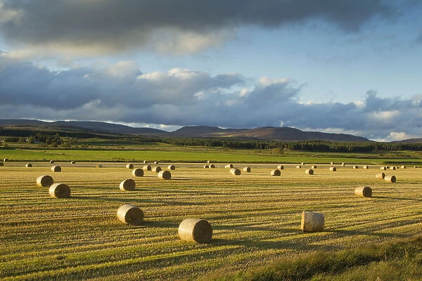Barley straw bales in field after harvest, Inverness-shire, Scotland, UK, October