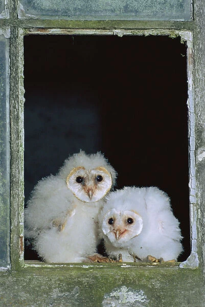 Barn owl chicks in window {Tyto alba} Cornwall, UK