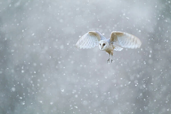 Barn owl (Tyto alba) flying through heavy snowfall, Derbyshire, February