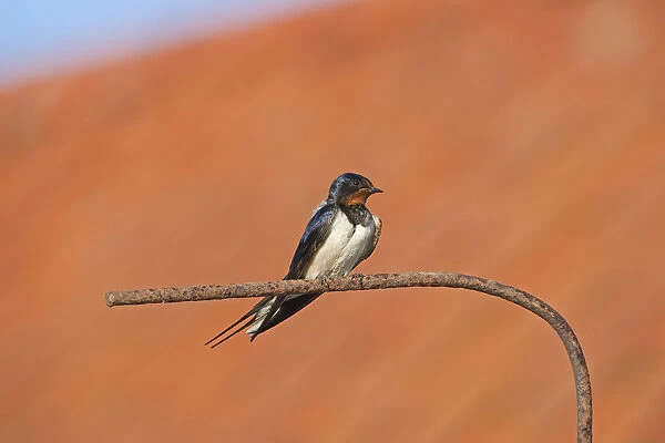 Barn swallow (Hirundo rustica) perched, Norfolk, UK, July