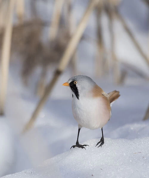 Bearded reedling  /  tit (Panurus biarmicus), male, Finland, March