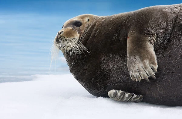 Bearded seal (Erignathus barbatus) lying on ice, Raudfjorden, Spitsbergen, Svalbard