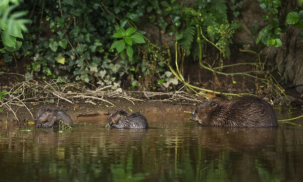 Beaver (Castor fibre) female feeding on willow bark with her two kits, River Otter