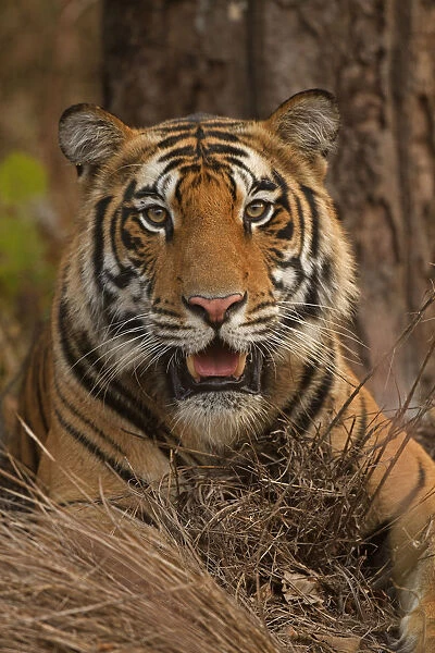 Bengal tiger (Panthera tigris), portrait