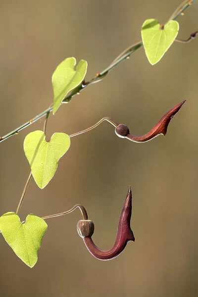 Birthwort  /  Dutchmans Pipe (Aristolochia sempervirens), Alcal de Guadara, Seville