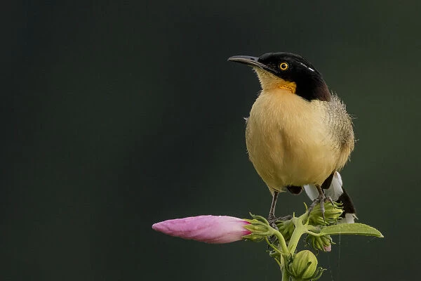 Black-capped donacobius (Donacobius atricapillus) perched on a flower, Tambopata Reserve