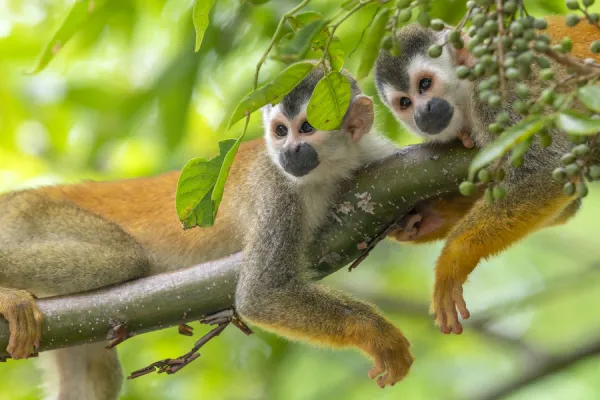 Black-crowned Central American squirrel monkey (Saimiri oerstedii