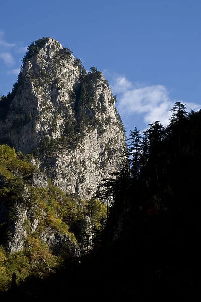Black pines (Pinus nigra) growing on top of Gradinski Kuk, Tara Canyon, Durmitor NP