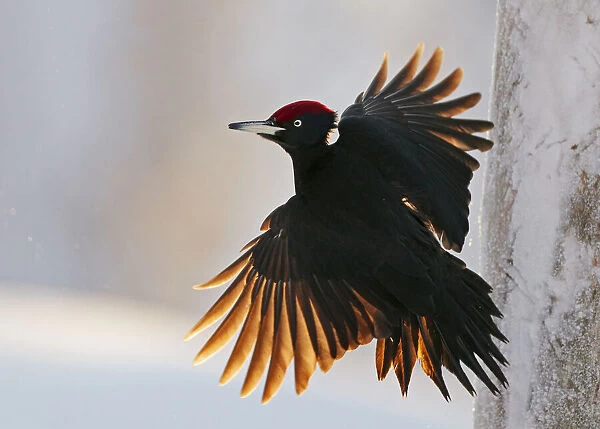 Black Woodpecker male (Dryocopus martius) Finland, January. One branch removed