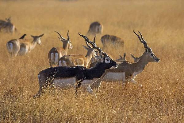 BlackbuckA(Antilope cervicapra) herd with males and females, Velavadar national park