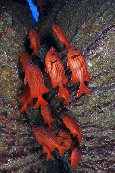 Blotcheye  /  Bigscale Soldierfish (Myripristis berndti), San Benedicto Island, Revillagigedo