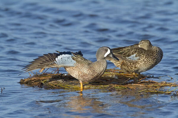 Blue-winged Teal (Anas discors) pair perched on floating vegetation, male stretching its wing