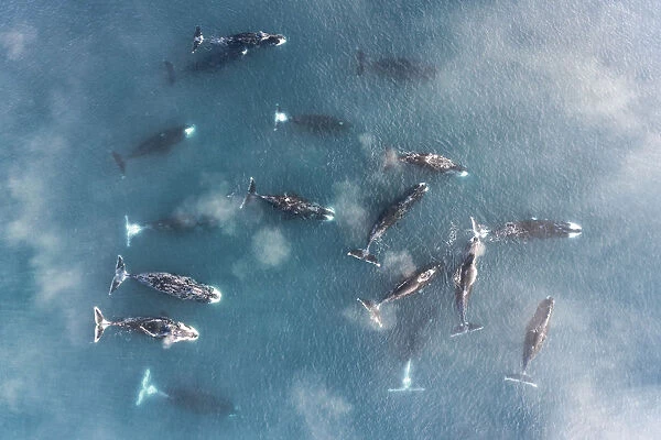 Bowhead whale (Balaena mysticetus), group socialising in shallow water, aerial view