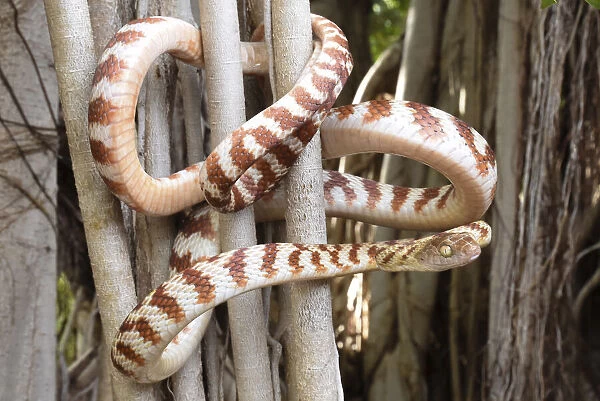 Brown tree snake (Boiga irregularis) coiled around tree branches, Katherine, Northern Territory, Australia