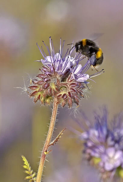 Buff-tailed bumble bee (Bombus terrestris) worker feeding on nectar from a Scorpionweed