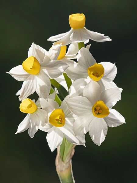 Bunch-flowered narcissus (Narcissus tazetta) flower head, growing on limestone, Umbria, Italy. February