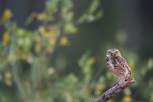 Burrowing owl (Athene cunicularia) perched on branch, Tambopata, Madre de Dios, Peru