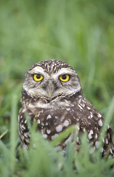Burrowing Owl (Athene cunicularia) in grass, Cape Coral, Florida, USA