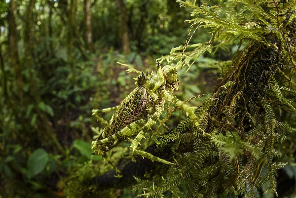 Bush cricket or katydid (Tettigoniidae) with spines, camouflaged amongst moss. Forest