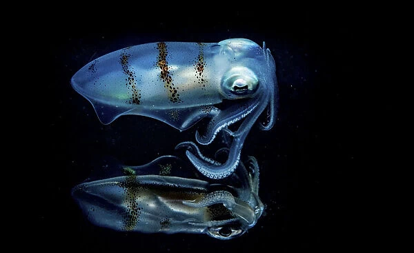 Caribbean reef squid (Sepioteuthis sepioidea) portrait reflecting off the surface of