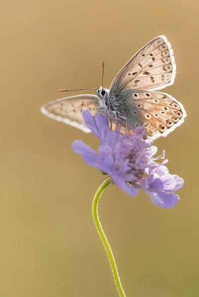 Chalkhill blue butterfly (Polyommatus coridon) Hatch Hill, Somerset, UK. August