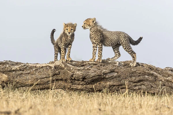 Cheetah (Acinonyx jubatus), cubs age 8 weeks playing, Masai Mara Game Reserve, Kenya