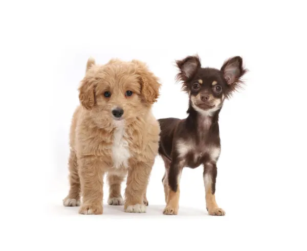 Chocolate-and-tan Chihuahua with Cavapoo puppy