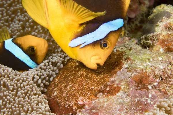 Clarks anemonefish (Amphiprion clarkii), pair tending to egg mass placed beside