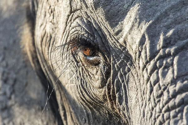 Close up of an African elephant (Loxodonta africana) eye showing long eyelashes