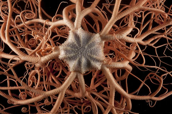 Close up of deepsea Basket star (Gorgonocephalus sp) from coral seamount, SW Indian Ridge