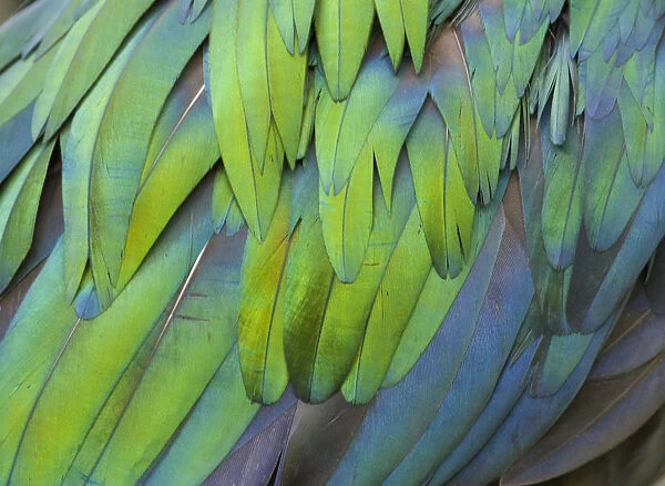 Close up of feathers of Nicobar pigeon (Caloenas nicobarica) from south east asia