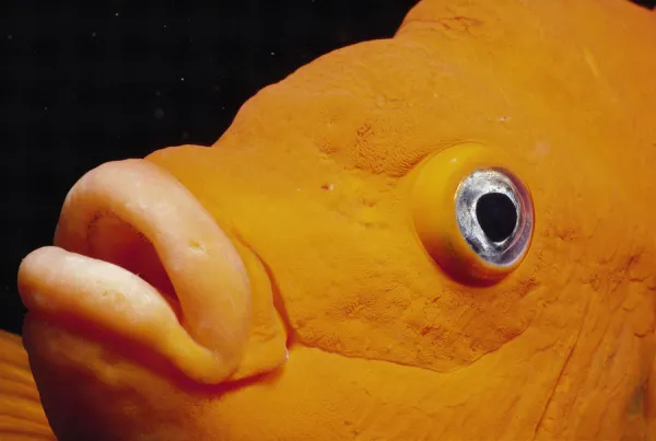 Close up of Garibaldi fish face {Hypsypops rubicunda}, Channel Islands, California, USA