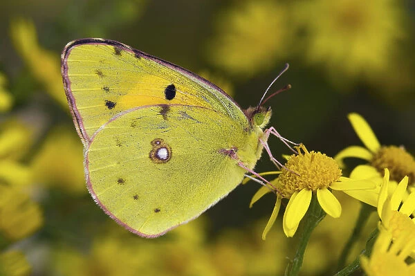Clouded yellow butterfly (Colias crocea) perched on Ragwort flower. West Sussex, UK