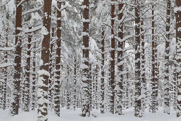 Commercial pine woodland (Pinus sylvestris) in winter, Cairngorms National Park, Scotland